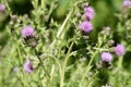 Thistles in a meadow Royalty Free Stock Photo