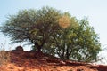 IMAGE OF A THORN TREE ON THE SUMMIT OF A HILL WITH LIGHT REFRACTION Royalty Free Stock Photo