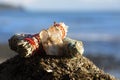 Three White Sage Smudge Sticks and Healing Crystal Close Up Royalty Free Stock Photo