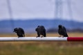 three crows on a metal bar