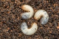 Image of three grub worms beetle in garden. Larvae close up. Source of protein. Entomology. Food of future Royalty Free Stock Photo