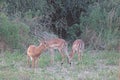 A GROUP OF IMPALA ANTELOPE GRAZING WITH THE BULL ON ALERT