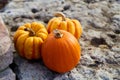 Three tiny fall pumpkins sitting on large rocks Royalty Free Stock Photo