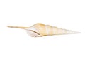 Image of Tibia Fusus sea shells Spindle tibia or Shinbone tibia gastropod on a white background. Sea shells. Undersea Animals Royalty Free Stock Photo