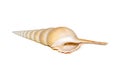 Image of Tibia Fusus sea shells Spindle tibia or Shinbone tibia gastropod on a white background. Sea shells. Undersea Animals Royalty Free Stock Photo