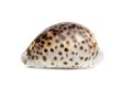 Image of tiger cowrie Cypraea tigris on a white background. Undersea Animals. Sea shells Royalty Free Stock Photo