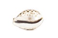 Image of tiger cowrie Cypraea tigris on a white background. Undersea Animals. Sea shells Royalty Free Stock Photo