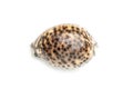 Image of tiger cowrie Cypraea tigris on a white background. Undersea Animals. Sea shells Royalty Free Stock Photo