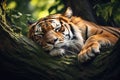Image of tiger sleeping lying in the forest. Mammals. Wildlife Animals