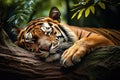 Image of tiger sleeping lying in the forest. Mammals. Wildlife Animals