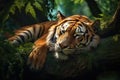 Image of tiger sleeping lying in the forest. Mammals. Wildlife Animals Royalty Free Stock Photo