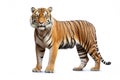 Image of tiger standing on white background. Wildlife Animals