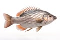 Image of tilapia on white background. Fish. Underwater animals. Illustration, Generative AI