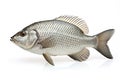 Image of tilapia on white background. Fish. Underwater animals. Illustration, Generative AI