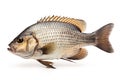 Image of tilapia on white background. Fish. Underwater animals. Illustration, Generative AI