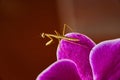 Tiny baby pray mantis resting on pink orchid petals Royalty Free Stock Photo
