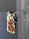 tiny mint moth perching on the outdoor side of the glass door. Royalty Free Stock Photo