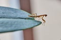 Tiny pray mantis baby on green leaf