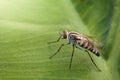 Image of Tiny Robber Fly Asilidae on a green leaf. Royalty Free Stock Photo