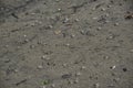 a tiny Sand bubbler crabs on the beach