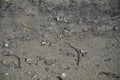 a tiny Sand bubbler crabs on the beach