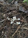 Tiny white plantpot parasol fungi