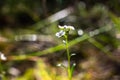 Image to inspire relaxation, close-up of small flower covered in dewdrops on the ground of a forest