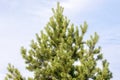 Top of pine coniferous tree on sky background Royalty Free Stock Photo
