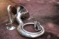 Image, top view, instrument Sousaphone in a marching band laying on the ground