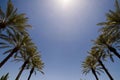 An image of the tops of palm trees