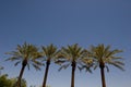 An image of the tops of palm trees