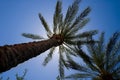 An image of the tops of palm trees Royalty Free Stock Photo