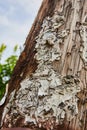 Torn paper and staples cover wood telephone pole Royalty Free Stock Photo