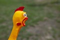 Image of toy rubber chicken Royalty Free Stock Photo