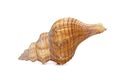 Image of Trapezium Horse Conch / Striped Fox Conch seashell Pleuroploca trapezium on white background. Undersea Animals