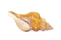 Image of Trapezium Horse Conch / Striped Fox Conch seashell Pleuroploca trapezium isolated on white background. Undersea Animals