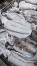 a tray full of loligo forbesii squid. Royalty Free Stock Photo