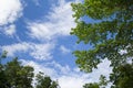 The image of a tree with blue sky for the background