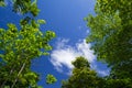 The image of a tree with blue sky for the background