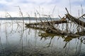 a tree in the lake Ostersee Bavaria Germany