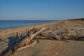 Tree lying on the beach