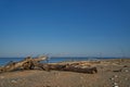 Image of a tree lying on the beach.