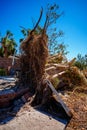 Image of a tree ripped from the sidewalk in Punta Gorda aftermath Hurricane Ian Royalty Free Stock Photo