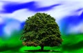 Image of a tree and sky. Royalty Free Stock Photo