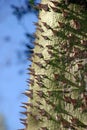 A tree called Ceiba Pentandra with lot of thorns on its trunk