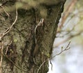 Treecreeper bird on a tree Royalty Free Stock Photo