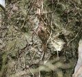 Treecreeper bird on a tree Royalty Free Stock Photo