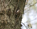 Tree creeper climbing a tree Royalty Free Stock Photo