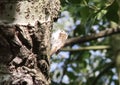 Treecreeper in close up Royalty Free Stock Photo