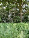 Trees and hedgerows Royalty Free Stock Photo